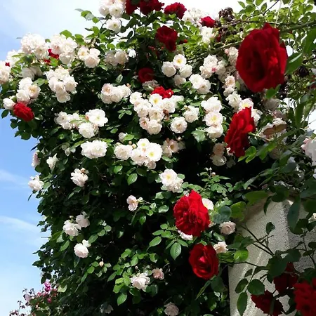 Gamartata Hotel Dyuni