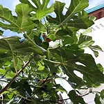 Gamartata