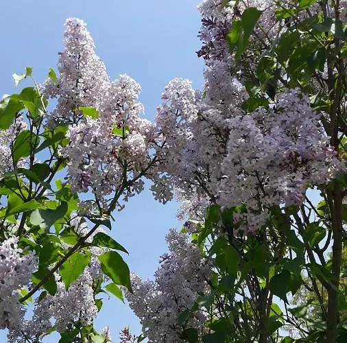 Ξενοδοχείο Gamartata Dyuni
