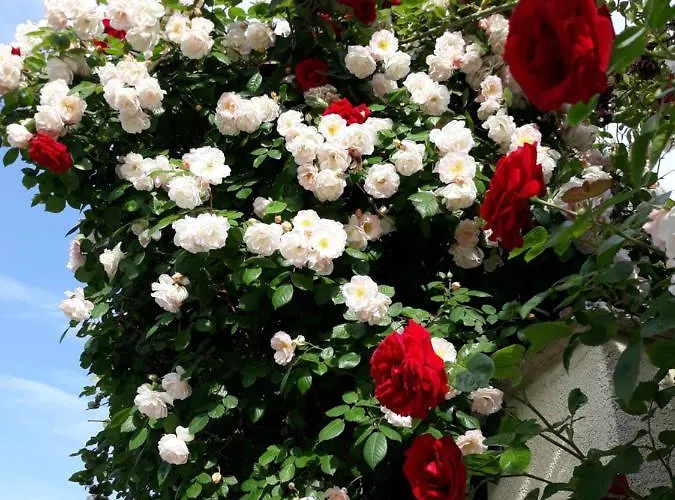 Gamartata Ξενοδοχείο Dyuni